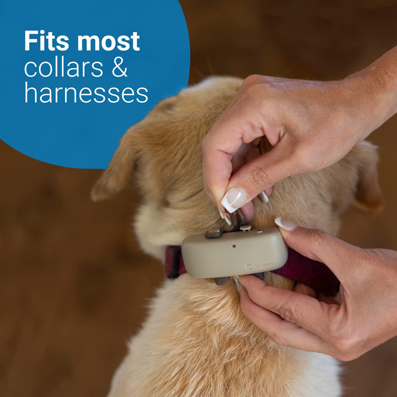 Tractive GPS DOG 4, Dog Tracker, Always Know Where Your Dog Is, Keep Them Fit with Activity Monitoring, Unlimited Range (Coffee) - PawsPlanet Australia