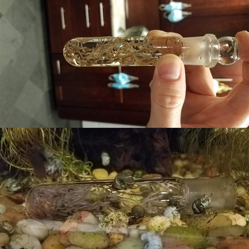 Windspeed Planaria Trap Catch Trap Leeches Catcher, Aquarium Supplies Clear Glass Planarian Leech Trap Tube Pest Catcher 3 Holes for Cherry Shrimp Crystal red Shrimp Dwarf Shrimp - PawsPlanet Australia