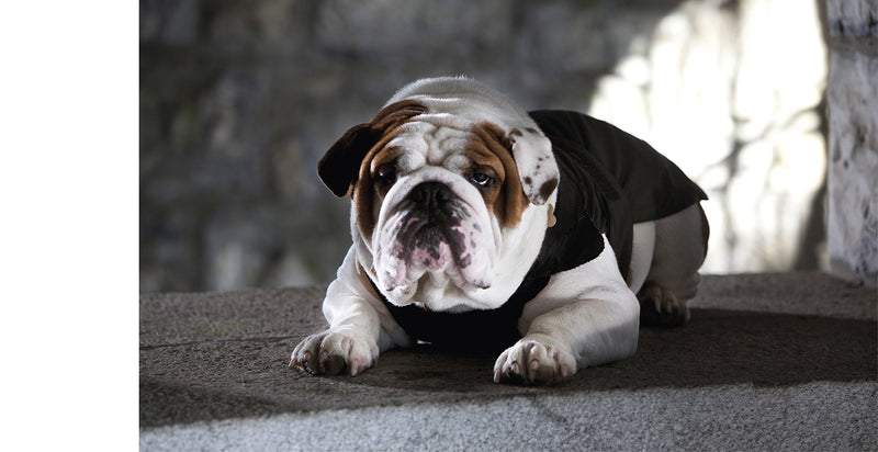 Croci Padded Specific Fitting for French Bulldog, English Bulldog and Carlino Jacket for Dogs, 55 cm - PawsPlanet Australia