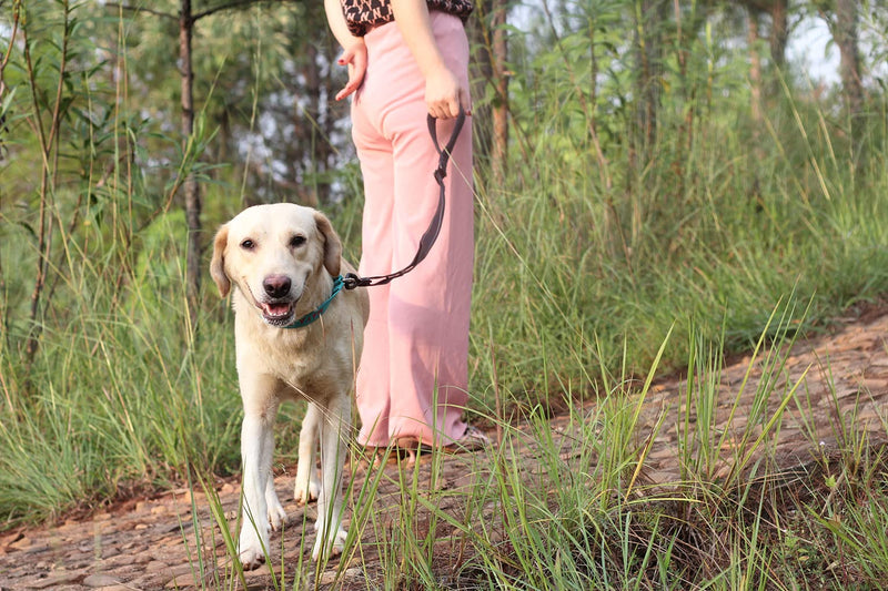 Maxpower Planet Dog Leash with Comfortable Padded Handle and Highly Reflective for Small Medium and Large Dogs-Adjustable Length from 4 Feet to 6 Feet - PawsPlanet Australia