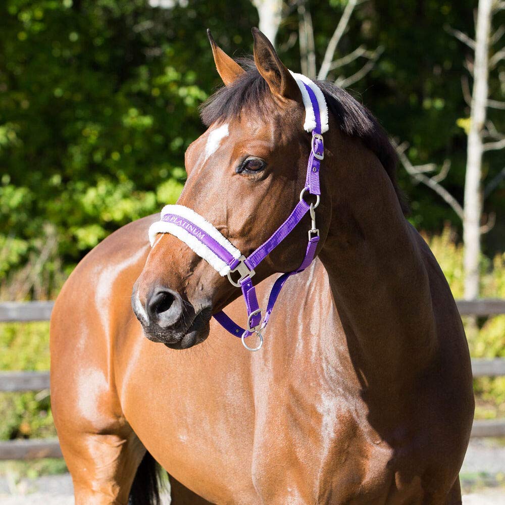 HORZE Howard Padded Fleece Comfortable Adjustable Polyester Horse Halter - Purple - Warmblood - PawsPlanet Australia