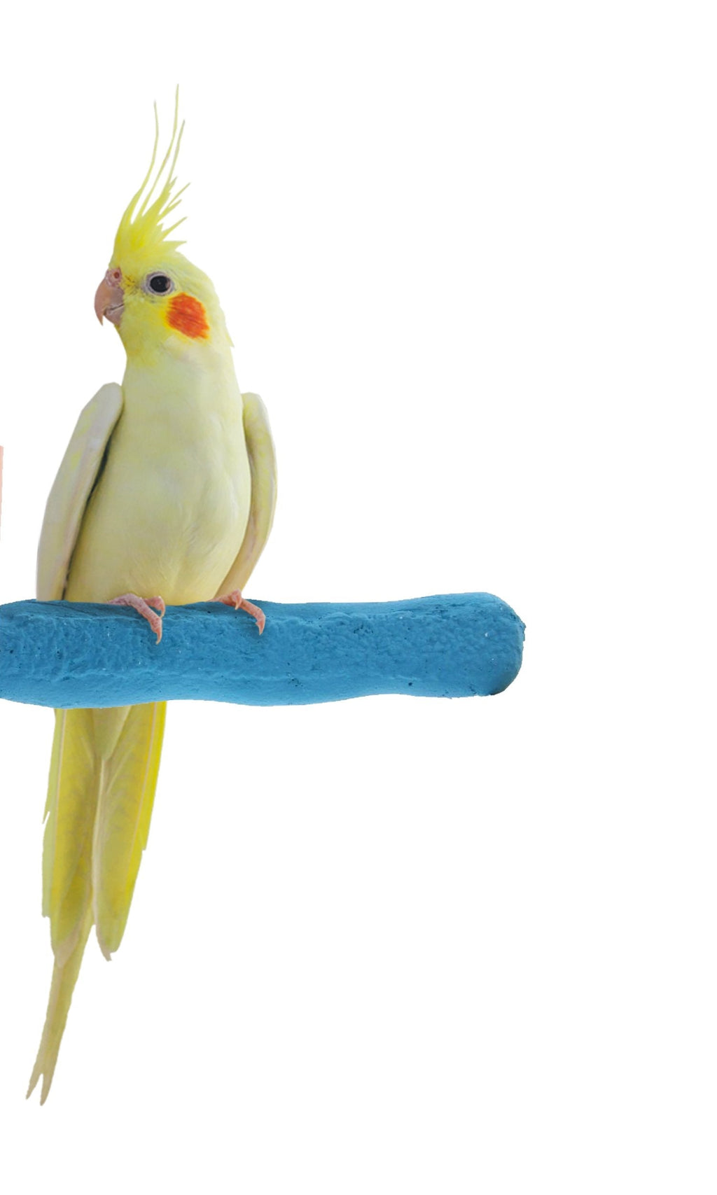 Sweet Feet and Beak Comfort Grip Safety Perch for Bird Cages - Patented Pumice Perch for Birds to Keep Nails and Beaks in Top Condition - Safe Easy to Install Bird Cage Accessories X-Small 4.5" Blue - PawsPlanet Australia