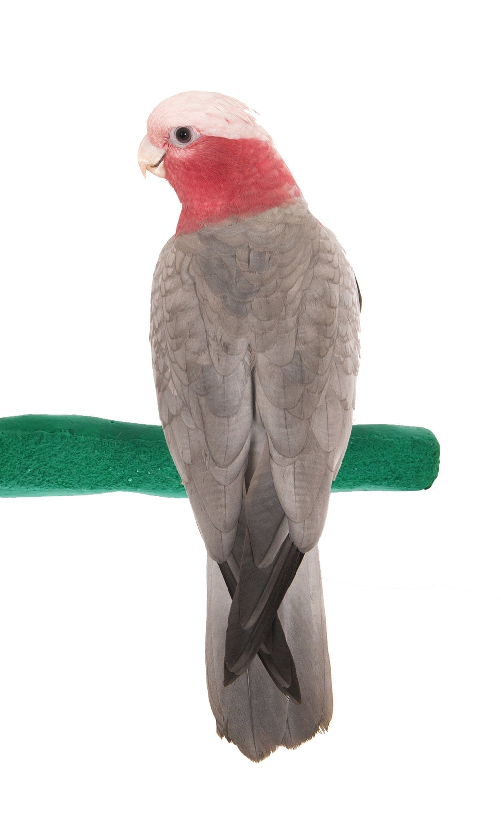 Sweet Feet and Beak Comfort Grip Safety Perch for Bird Cages - Patented Pumice Perch for Birds to Keep Nails and Beaks in Top Condition - Safe, Non-Toxic, Easy to Install Bird Cage Accessories Medium 8.5" Green - PawsPlanet Australia