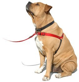 SENSE-ation No-Pull Dog Harness - 3/4" Wide Medium/Large l - PawsPlanet Australia
