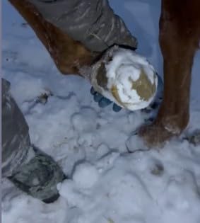 HoofWand • Horse Grooming Supplies for Daily Cleaning & Maintenance - HoofCare - Hoof Cleaner - Hoof Snow & Ice Removal - Pastern Cleaning - Coronary Band - PawsPlanet Australia