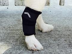 Walkabout Harnesses Hock Support Brace (Small 2"-3") Small 2"-3"