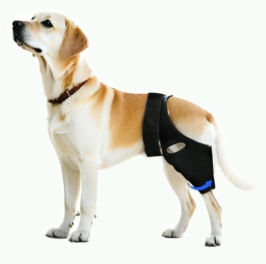 Dog Hip Brace，Adjustable Dog Knee Brace for ACL, CCL, Hip Dysplasia & Ligament Injuries, Fits Small, Medium & Large Dogs, Pain Relief & Stability with 10 Metal Stabilizers (Large)
