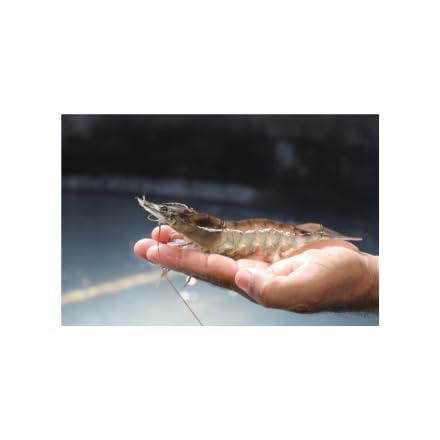 Baitfish Enhancement and Keeping Formula Additive for Minnow Buckets, Livewells and Bait Tanks. Keeps Holding Fish Alive Longer, Healthier, and Improves Performance Levels. - PawsPlanet Australia