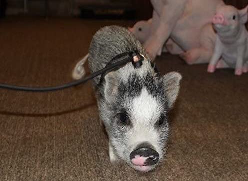 Piggy Poo and Crew 12-Foot Mini Pig Harness - Adjustable Harness & Leash for All Animals - Pigs, Ferrets, Rabbits, Guinea Pigs, Dogs, Cats, Reptile, and Chickens Black - PawsPlanet Australia
