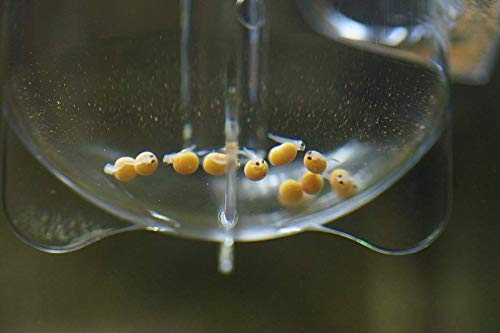 Zet-65 Ziss Aqua Egg Tumbler Incubator For Fish & Shrimp Breeding - PawsPlanet Australia