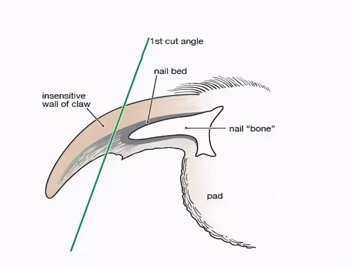 Diamond Rotary Nail Grinder Bits for Dog-Dog Nail Grinder Replacement Heads-Replaced Dog Nail Grinder Wheel- Pet Nail Grinder Attachment 2-Pack - PawsPlanet Australia