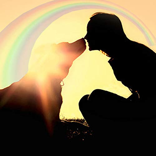 Rainbow Bridge Pet Memorial Gift Lava Bead Bracelet in Memory of Dogs Cats - PawsPlanet Australia