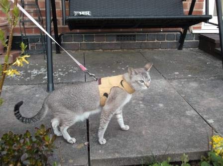 Mynwood Cat Jacket/Harness Caramel Kitten up to 8 month - PawsPlanet Australia
