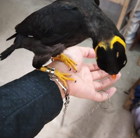 TOPINCN Bird Foot Chain Flying Stainless Steel Training Rope Outdoor Parrot Ankle Foot Ring Accessories Bird Harness Leash Prevent Escaping - PawsPlanet Australia