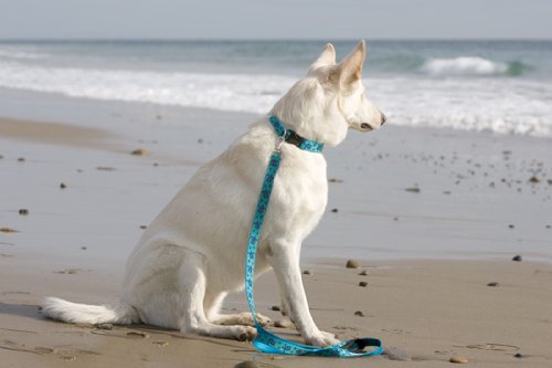LupinePet Originals 1" Turtle Reef 16-28" Adjustable Collar for Large Dogs - PawsPlanet Australia