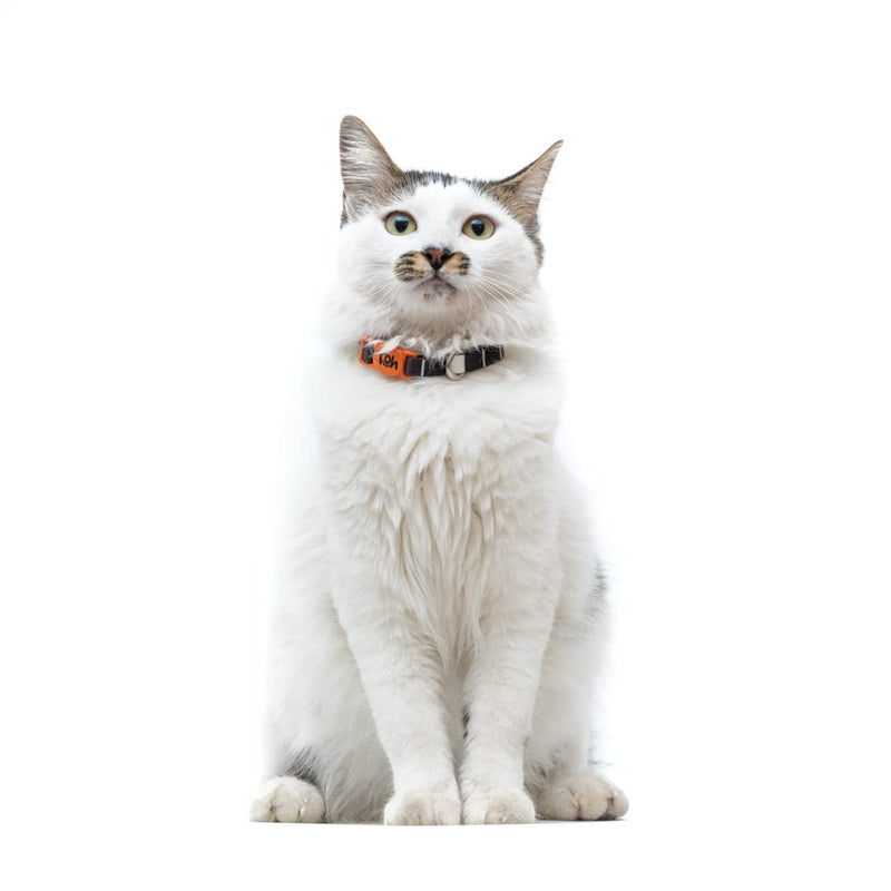 Breakaway Cat Collar – Stylish & Safe Adjustable Kitten Collar Breakaway – Cute Cat Collar for Kittens & Cats – Soft Pet Collar for Girls & Boys – Cat Accessories (Eclipse) Eclipse - PawsPlanet Australia
