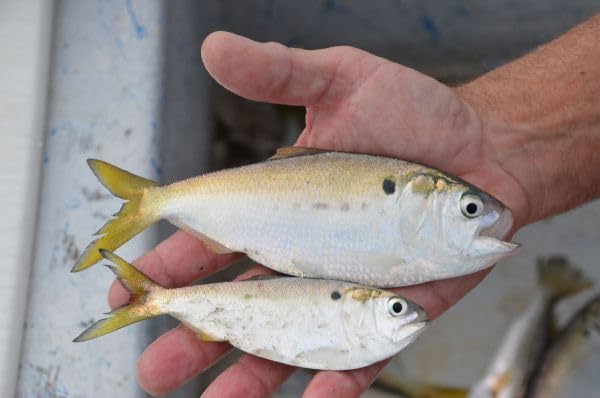 Baitfish Enhancement and Keeping Formula Additive for Minnow Buckets, Livewells and Bait Tanks. Keeps Holding Fish Alive Longer, Healthier, and Improves Performance Levels. - PawsPlanet Australia
