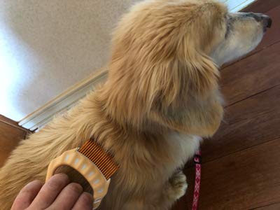 ATOLIB Philocomb E3 Long (in English Package) a Gentle, Flexible, Grooming Comb for Pets with Long Hair. - PawsPlanet Australia