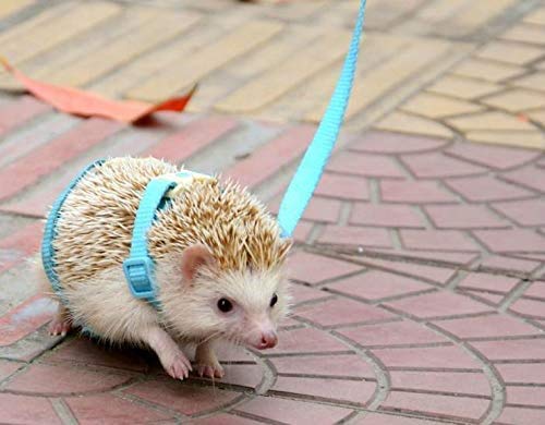 Adjustable Small Pet Hedgehog Harness for Training Playing Traction Rope (Blue) Blue - PawsPlanet Australia