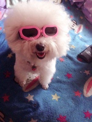 Outdoor Dog Sunglasses Anti-UV Eye Protection Goggles Waterproof Windproof Anti-Fog for Small Pet Puppy Cat (Pink) Pink