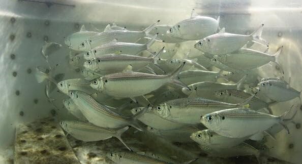 Baitfish Enhancement and Keeping Formula Additive for Minnow Buckets, Livewells and Bait Tanks. Keeps Holding Fish Alive Longer, Healthier, and Improves Performance Levels. - PawsPlanet Australia