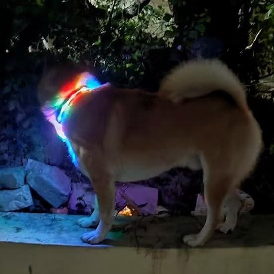 Light Up Dog Collars,LED Dog Collar Rechargeable Waterproof,2-in-1 Buckle Type Glow Collar for Medium Large Dogs- M(10-17 * 0.98 inch can be Crop) Bohemian Orange M(10-17*0.98 inch can be Crop） - PawsPlanet Australia