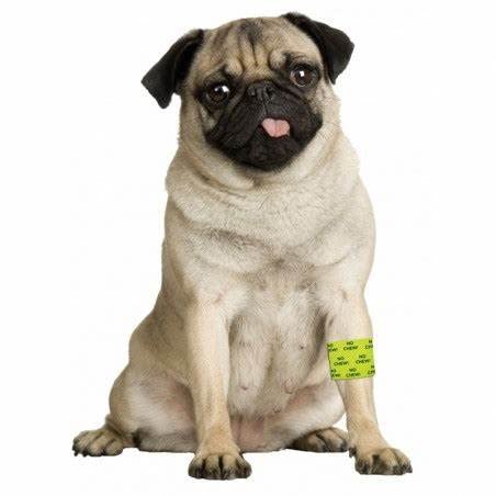 (12 Pack) Petflex No Chew Pet Bandages, 2 Inch X 5 Yards Per Pack