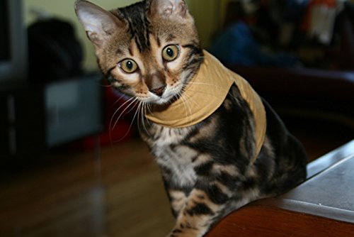 Mynwood Cat Jacket/Harness Caramel Kitten up to 8 month - PawsPlanet Australia