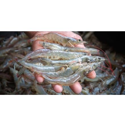 Baitfish Enhancement and Keeping Formula Additive for Minnow Buckets, Livewells and Bait Tanks. Keeps Holding Fish Alive Longer, Healthier, and Improves Performance Levels. - PawsPlanet Australia