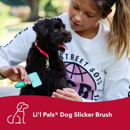 Coastal Pet - Li'l Pals Slicker Brush with Coated Tips and Double-Sided Comb for Small Dogs and Puppies - Bundle - PawsPlanet Australia