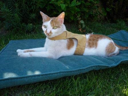 Mynwood Cat Jacket/Harness Caramel Kitten up to 8 month - PawsPlanet Australia