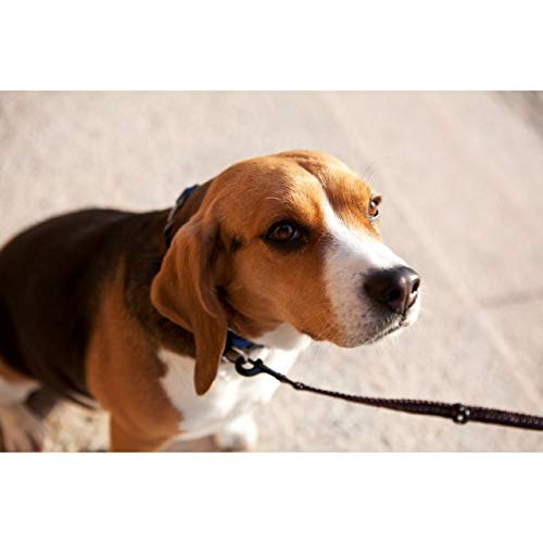 EzyDog Vario 4 LITE Multi-Function Dog Lead | 3-6 foot Adjustable Dog Lead for small dogs, Black