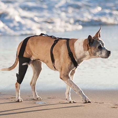 WALKABOUT Knee Brace (Small right (7-9")) Small right (7-9") - PawsPlanet Australia