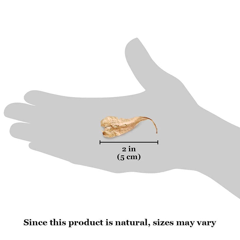 SunGrow Mini Catappa Indian Almond Leaves for Betta, Shrimp, Frogs, Improves Habitat, Gives Tea Color, Helps in lowering pH 50 Pcs - PawsPlanet Australia