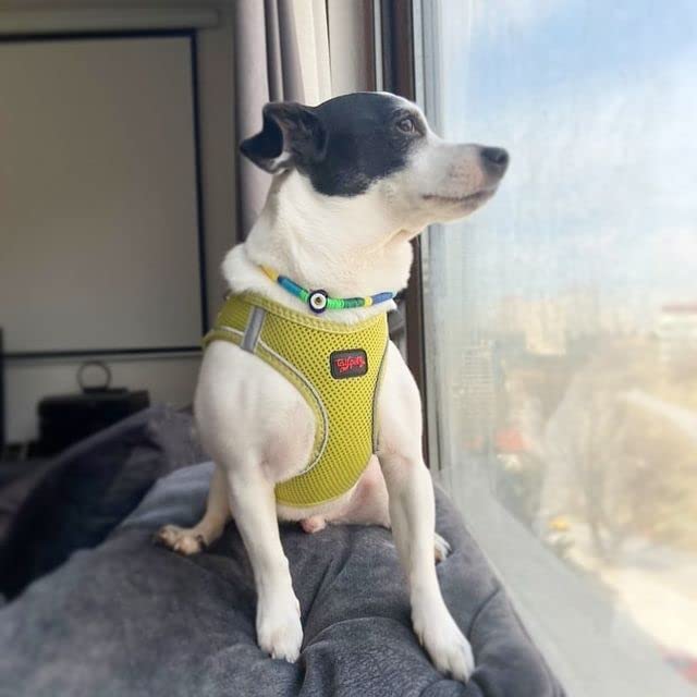 Tailpetz Light Purple Dog Harness, Adjustable Step in No Pull Dog Harness for Large Dog, Reflective Puppy Harness for Puppy Training, Large Boy Girl Dog Vest Harness (Olive Green, XL) XL (Chest:26"-28") Olive Green - PawsPlanet Australia