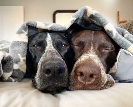 Tall Tails 30" X 40" Grey Icon Baby-Soft Fleece Blanket for Dogs - PawsPlanet Australia