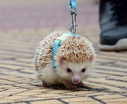 Adjustable Small Pet Hedgehog Harness for Training Playing Traction Rope (Blue) Blue - PawsPlanet Australia