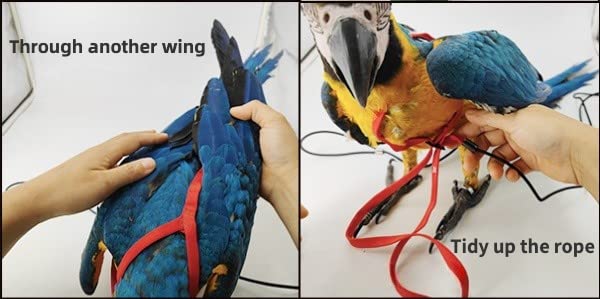 Adjustable Bird Harness with 78.7 Inch Leash, Outdoor Flying Training Rope Kit for Bird Parrots, Parrot Flying Rope Straps Outdoor Training Traction Rope for Small Medium Large Size Birds (XL) XL - PawsPlanet Australia