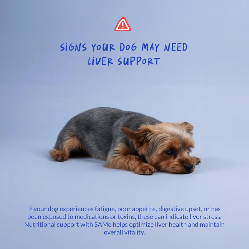 SAMe for Dogs - S-Adenosyl-L-Methionine, Liver Supplements for Dogs - Brain Supplement for Dogs, Promotes Cognitive Support, Liver Support Supplement Tablets - PawsPlanet Australia