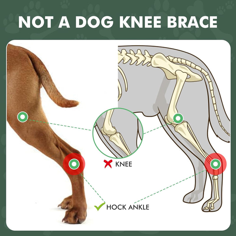 Dog Knee Brace for Torn ACL Hind Leg and Luxating Patella, Canine Rear Hock Joint Support, Joint Injury and Sprain Protection, Removable Design, Comes with 2 Spring Bars and 2 Steel Bars (XS Pair) XS