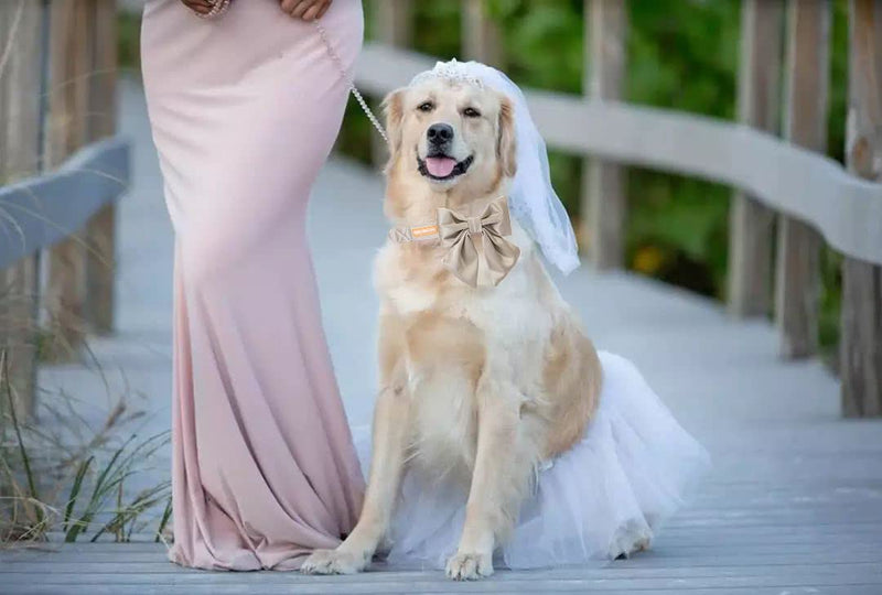 Unique Style Paws Silk Champagne Color Adjustable Durable Collar with Bow Wedding Bow Tie for Large Dogs L
