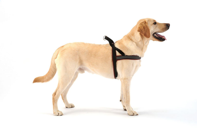 ComfortFlex Large Dog Harness - Made in The USA, Fully Padded, Reflective, Adjustable, Lightweight No-Choke, No-Pull, Non-Chafing Design for Active Dogs, Enhanced Control, Large, Kelly Green - PawsPlanet Australia