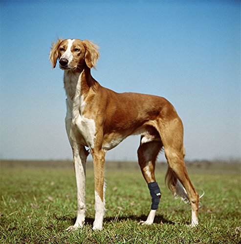 Rear Dog Leg Brace One Pair Heals Hock Joint Wrap Sleeve for Hind Legs(L/Long) L Black