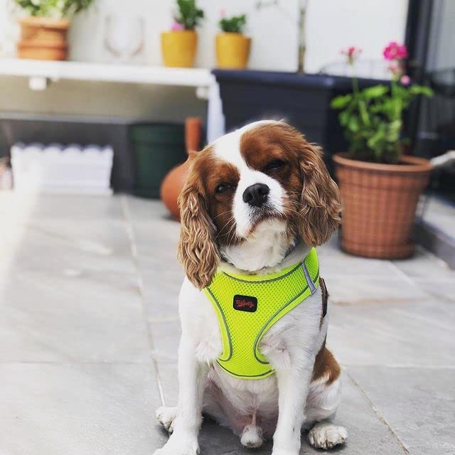 Tailpetz Extra Small Dog Harness, Adjustable Step in No Pull Harness for Small Dogs, Reflective Puppy Harness for Puppy Training, Boy Girl Dog Vest Harness (Neon Lime, XS) X-Small (Chest:14"-16") Neon Lime - PawsPlanet Australia