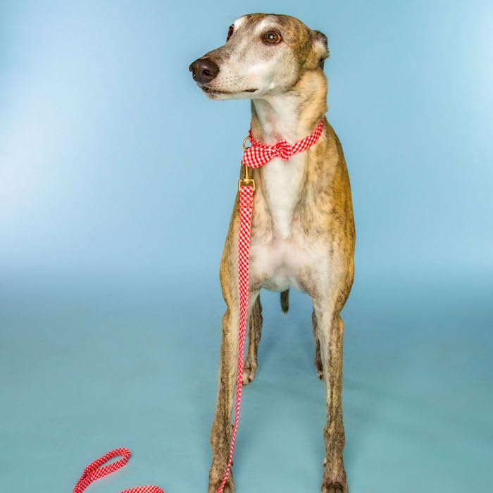 Dolly Doggy Parton Dog Harnesses and Leash/Collar Set Collection, Red Gingham Collar Leash Set, X-Small - PawsPlanet Australia