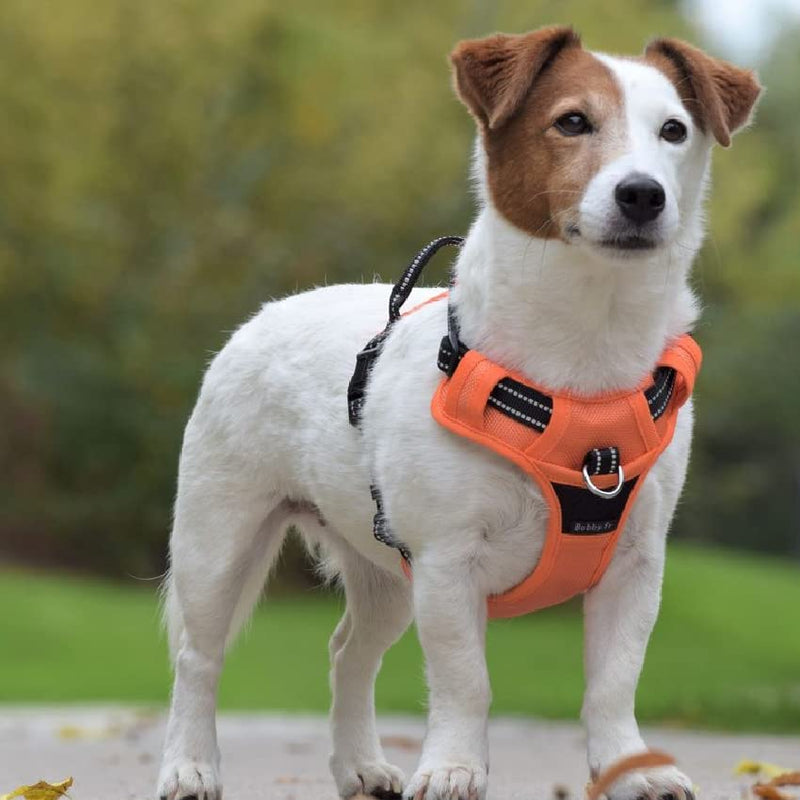 Bobby Rando Walk - Dog Harness, Dog Harness Medium Small Large Dog in Nylon, Safe, Comfortable, Reflective, Adjustable, Red, S/32-48x1,6 CM - PawsPlanet Australia