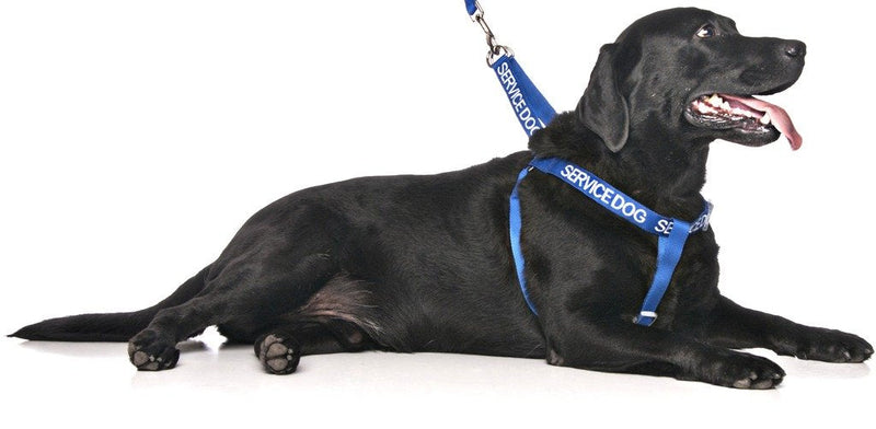 Dexil Limited Service Dog Blue Color Coded Alert Warning L XL Non Pull Dog Harness Prevents Accidents by Warning Others of Your Dog in Advance - PawsPlanet Australia