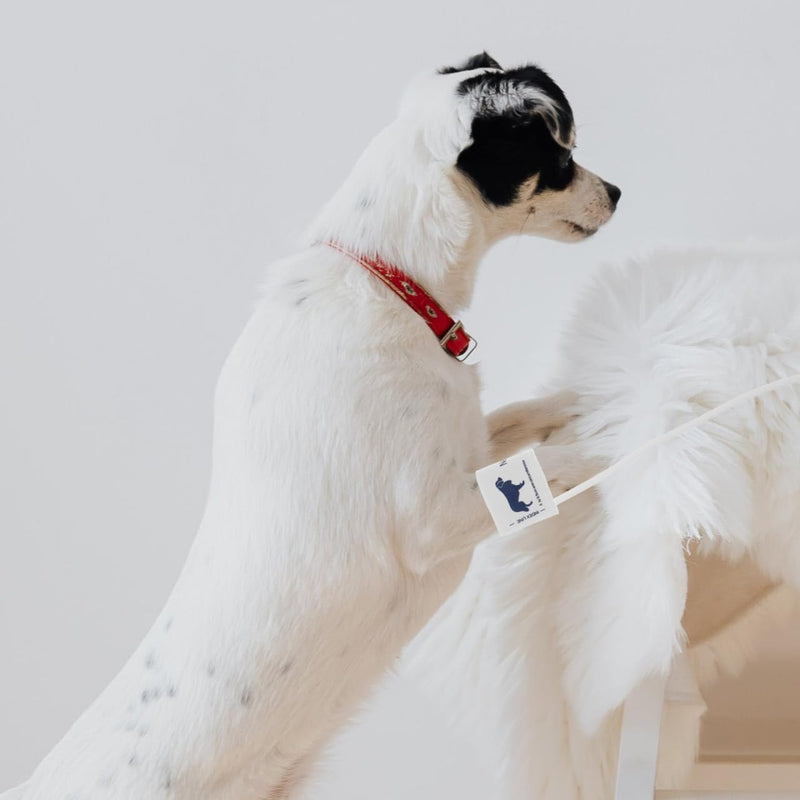BESPORTBLE Blood Pressure Cuffs Blood Pressure Monitor Cuff for Dogs Portable Blood Pressure Cuff Blood Pressure Monitor Cuff Veterinary Supplies Universal Pet Cuff Fleece Veterinary Blood Pressure Monitor