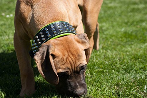 Bestia "Stud Genuine Leather Big Dogs Collar. 2.5 inch Wide. Soft Padded. Very Durable and Comfortable. Handcrafted Guaranteed. Pitbull. Cane Corso. Rottweiler. Bully. Amstaff. L- fits a neck of 19.7 to 22.6 inch Red Cushion - PawsPlanet Australia