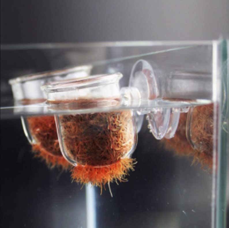 Pssopp Aquarium Red Worm Fish Feeder Transparent Suction Cup Fish Tank Feeding Cup Food Container for Feeding Shrimp Fish Glass Hole Cup - PawsPlanet Australia